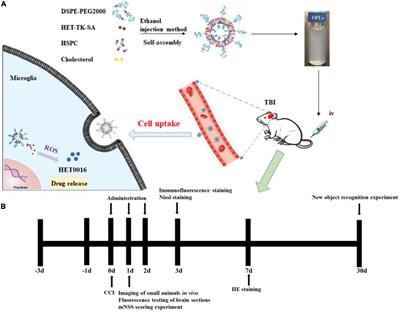 Reactive oxygen species-responsive HET0016 prodrug-loaded liposomes attenuate neuroinflammation and improve neurological deficit in a rat model of juvenile traumatic brain injury